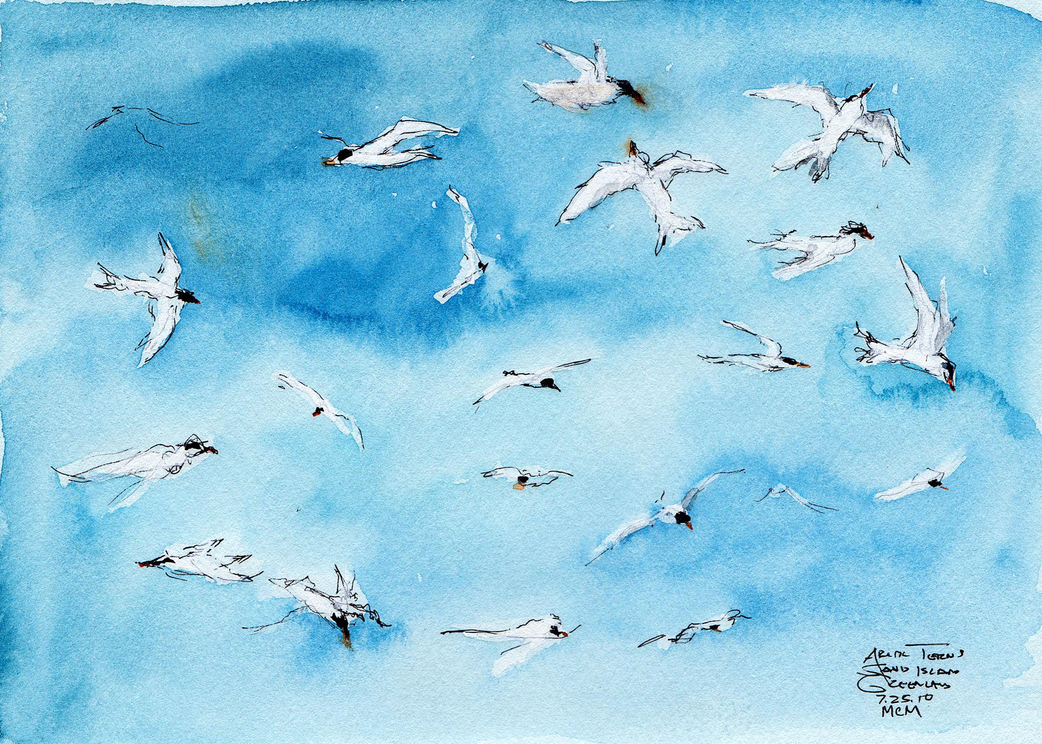 Arctic Terns