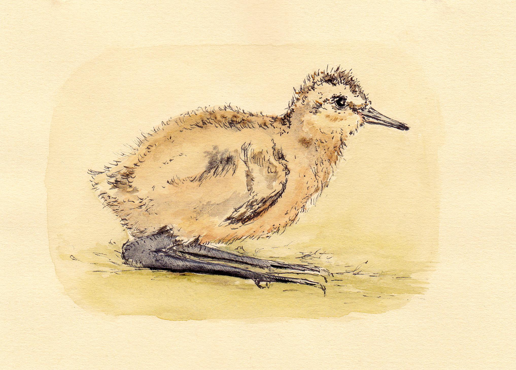 HUGO Chick, just hatched