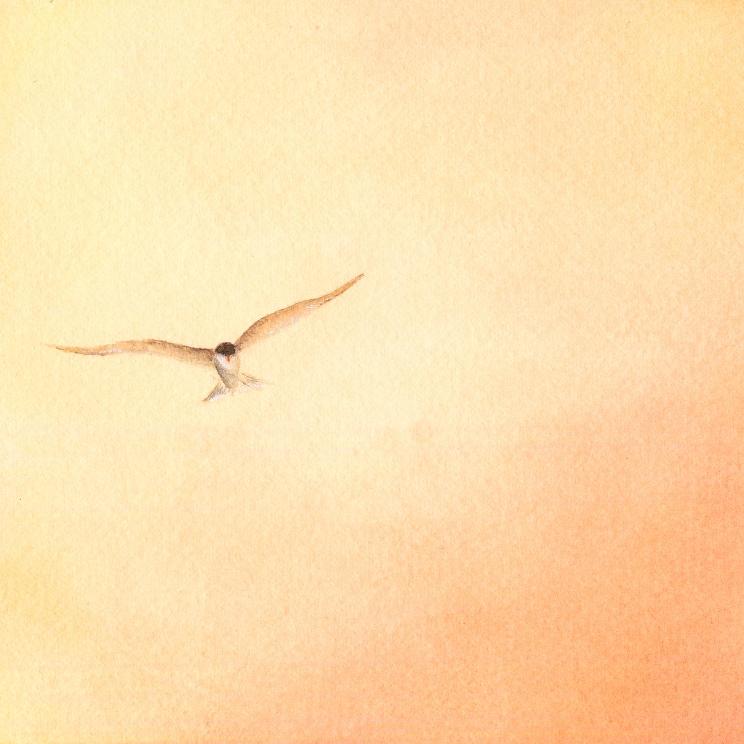 Soaring