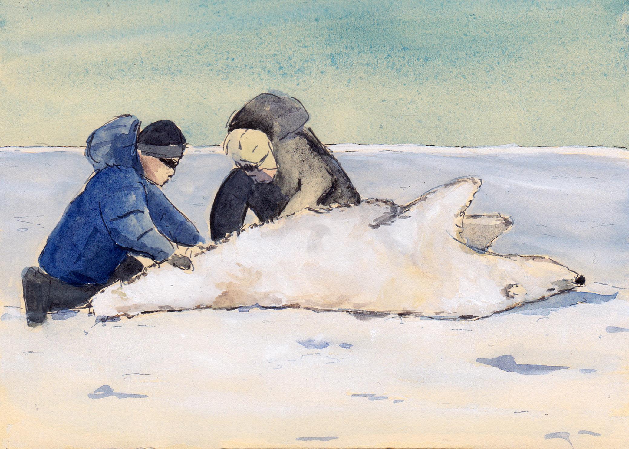 Polar Bear Research
