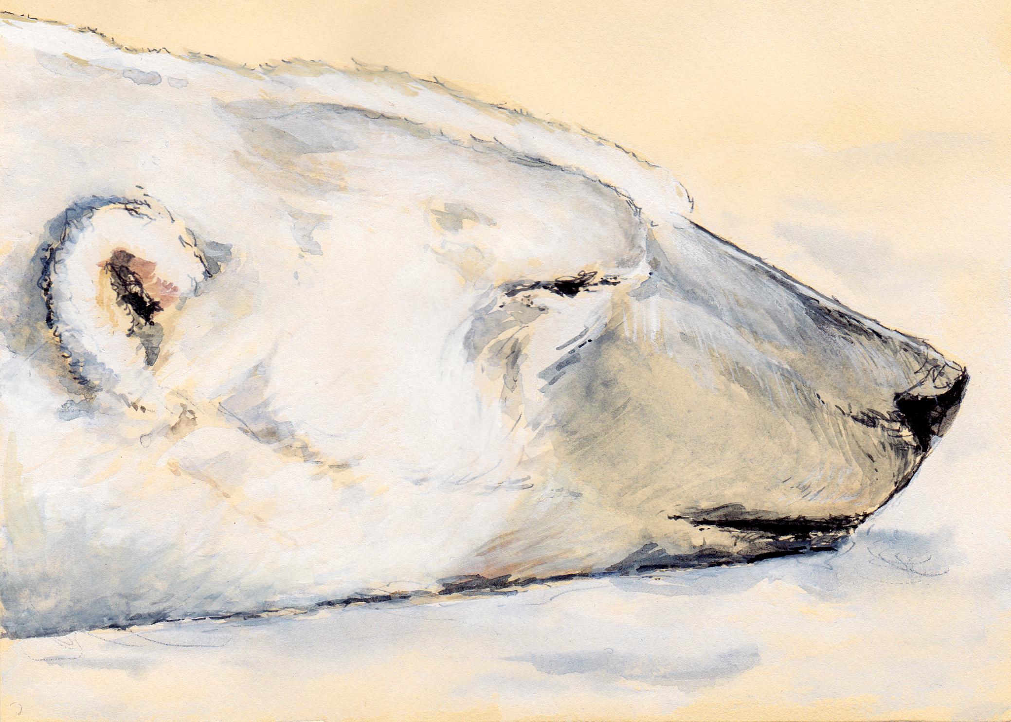 Polar Bear