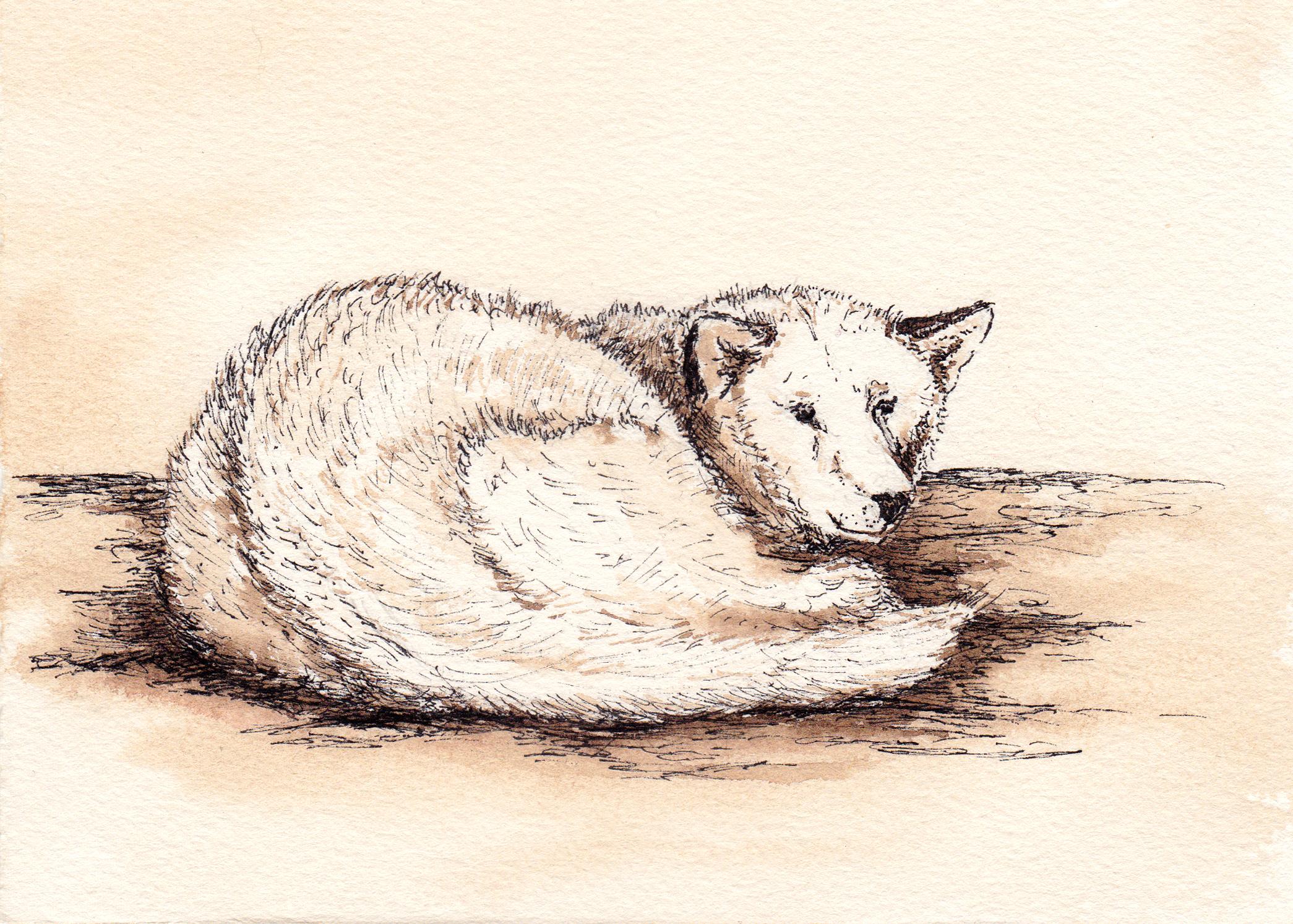 Sled Dog