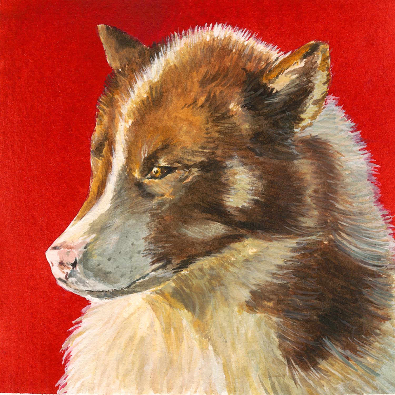 Sled Dog on Red