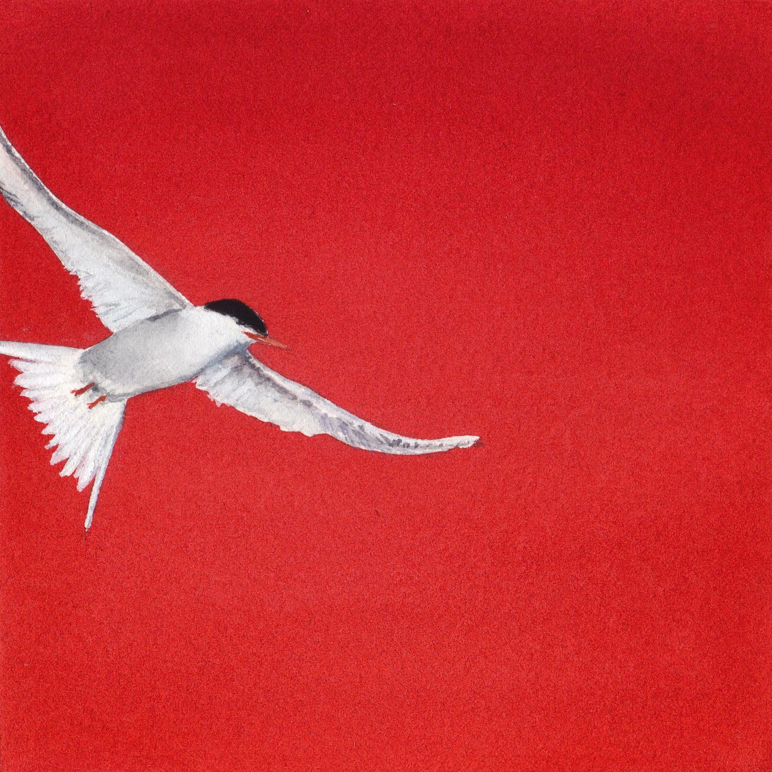Red Tern