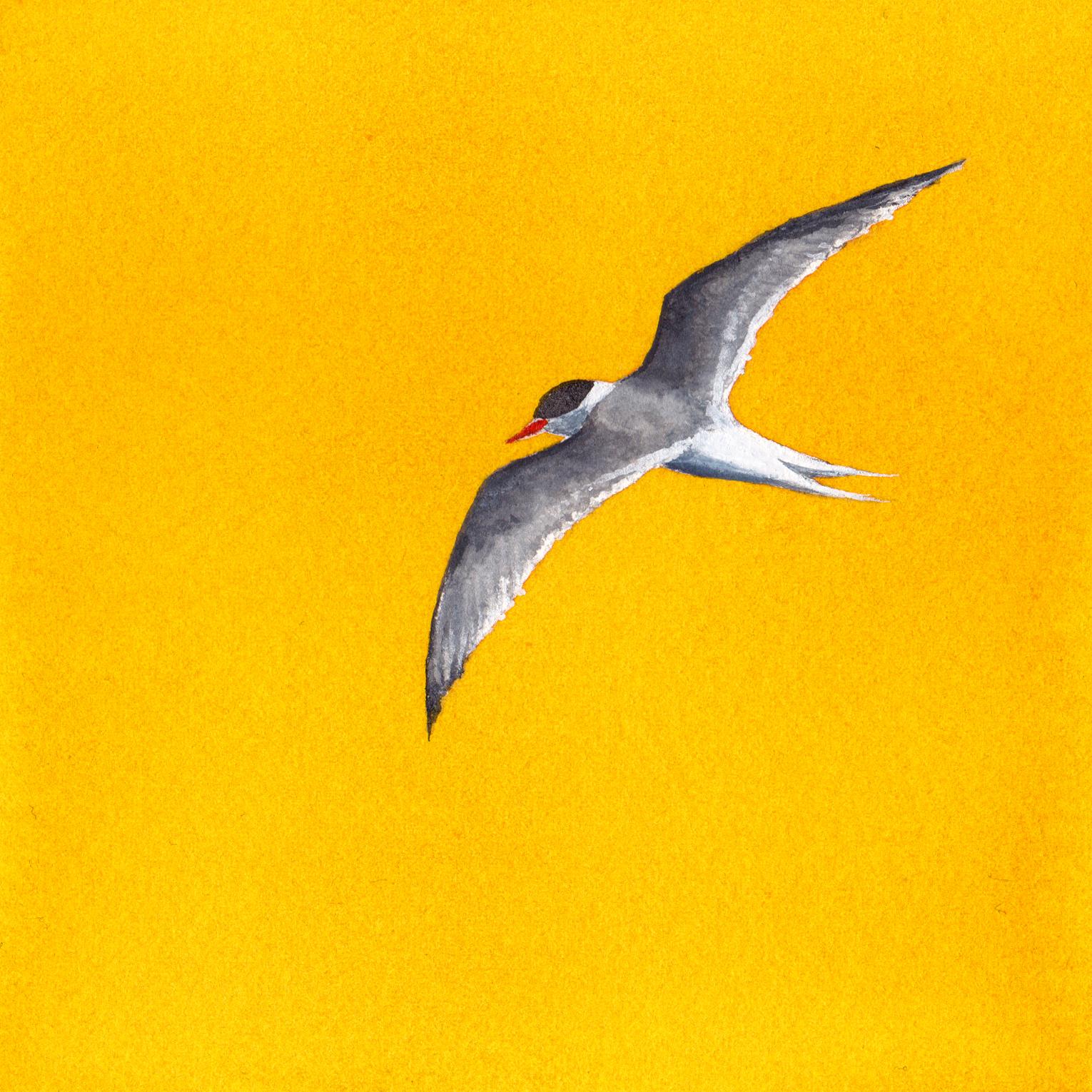 Yellow Tern