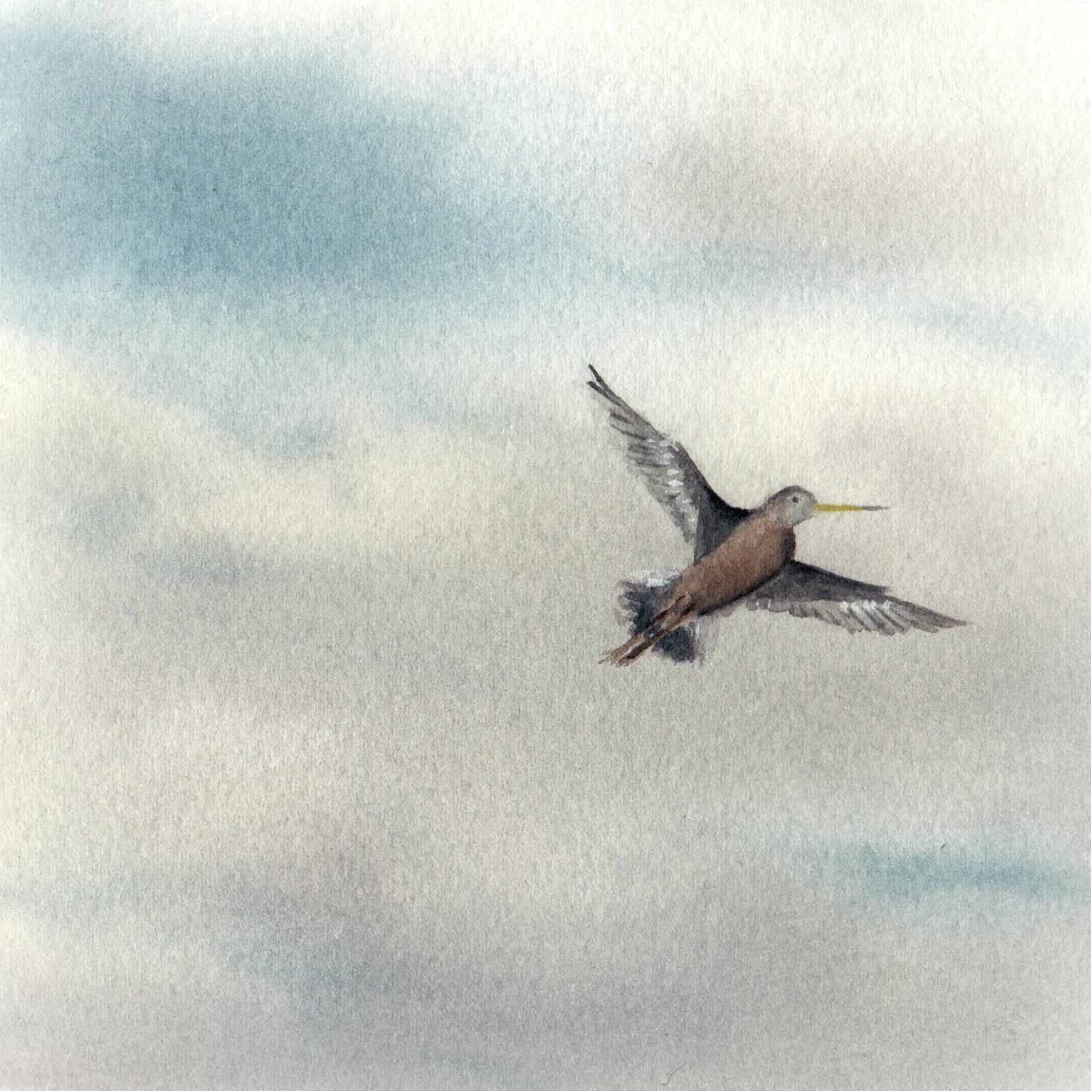 Hudsonian Godwit