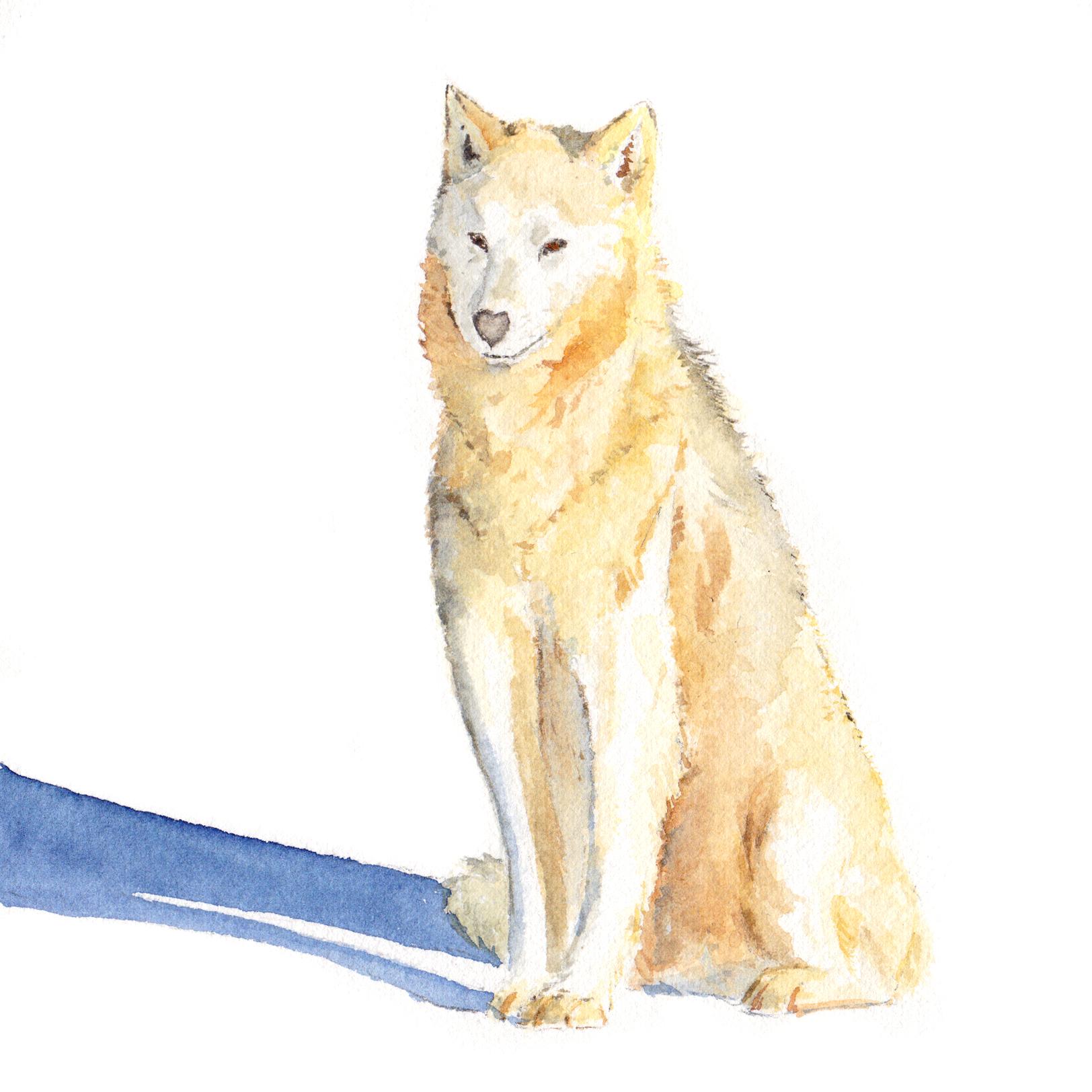 Sitting Sled Dog II