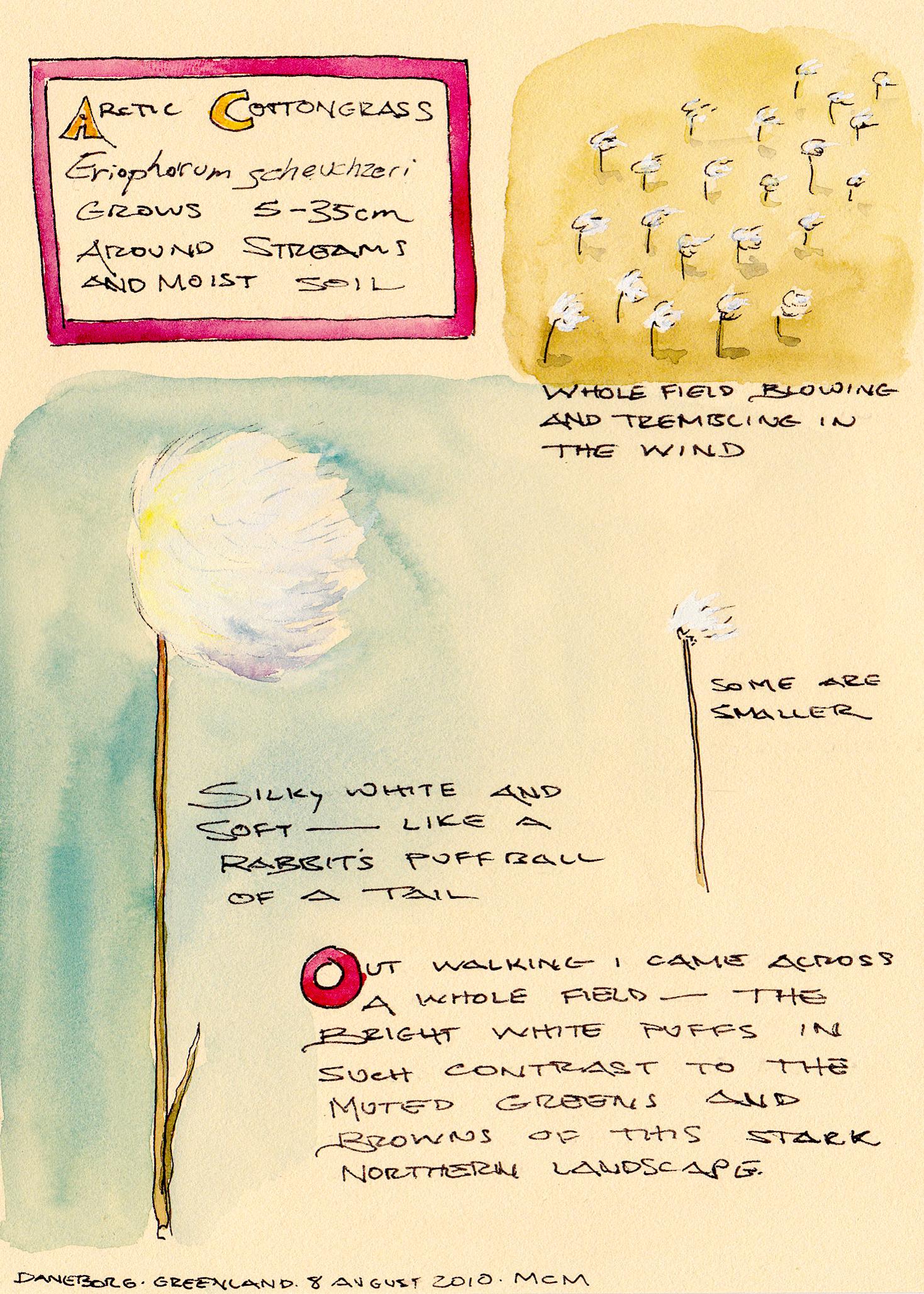 Arctic Cottongrass