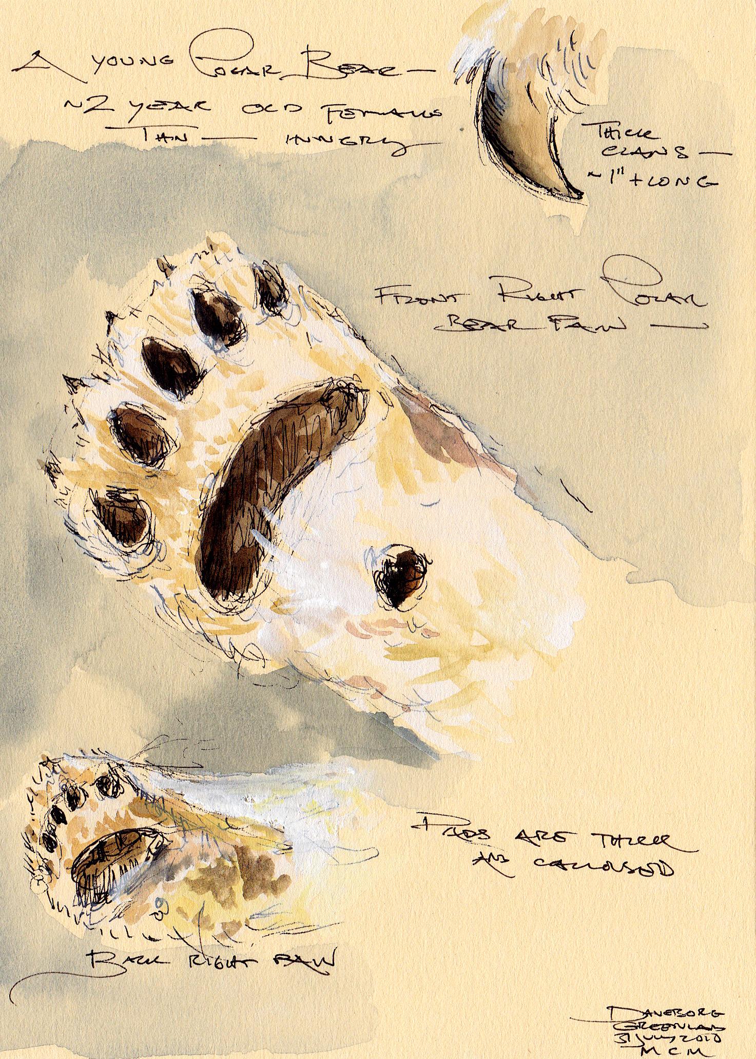 Polar Bear Paw