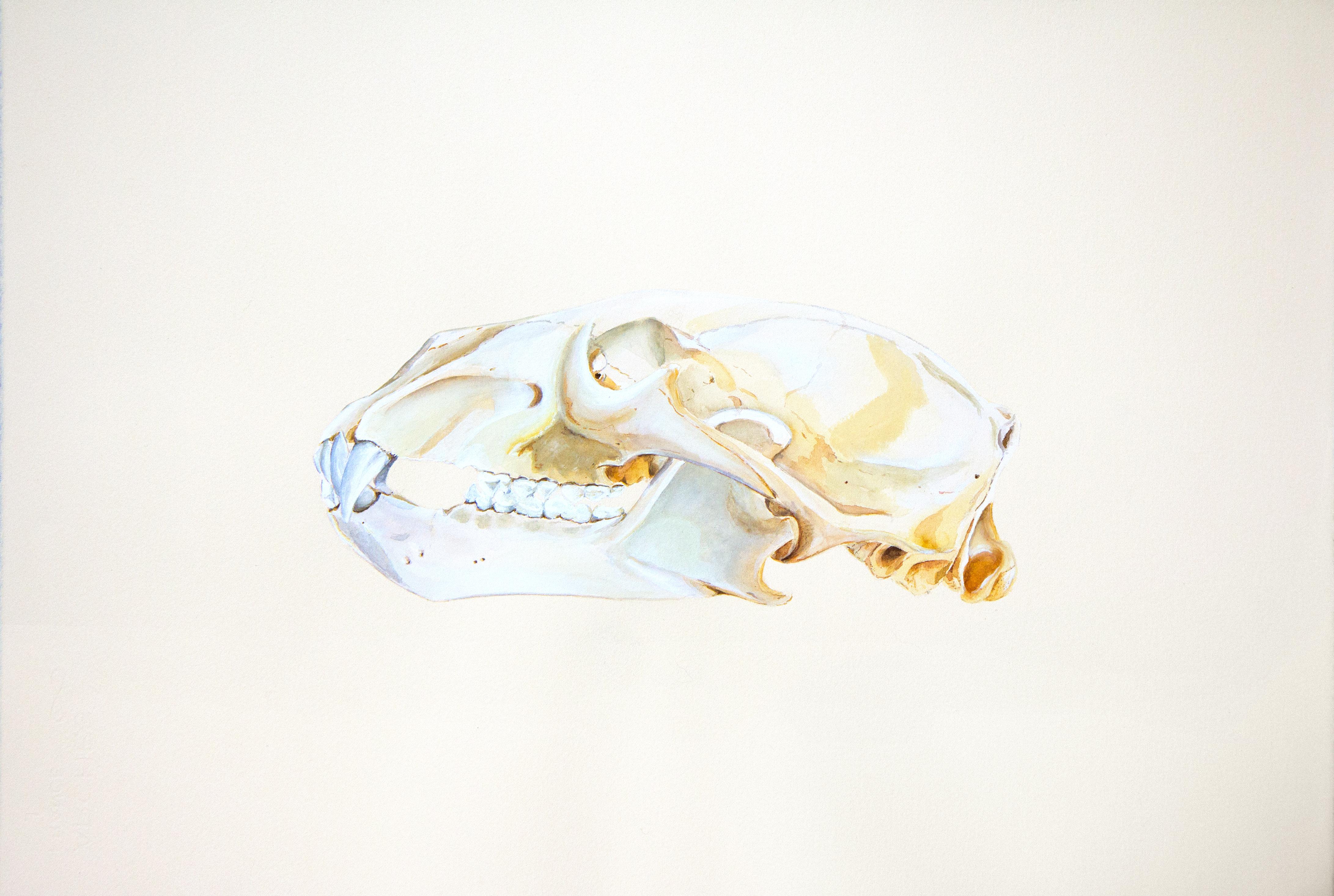 Polar Bear Skull