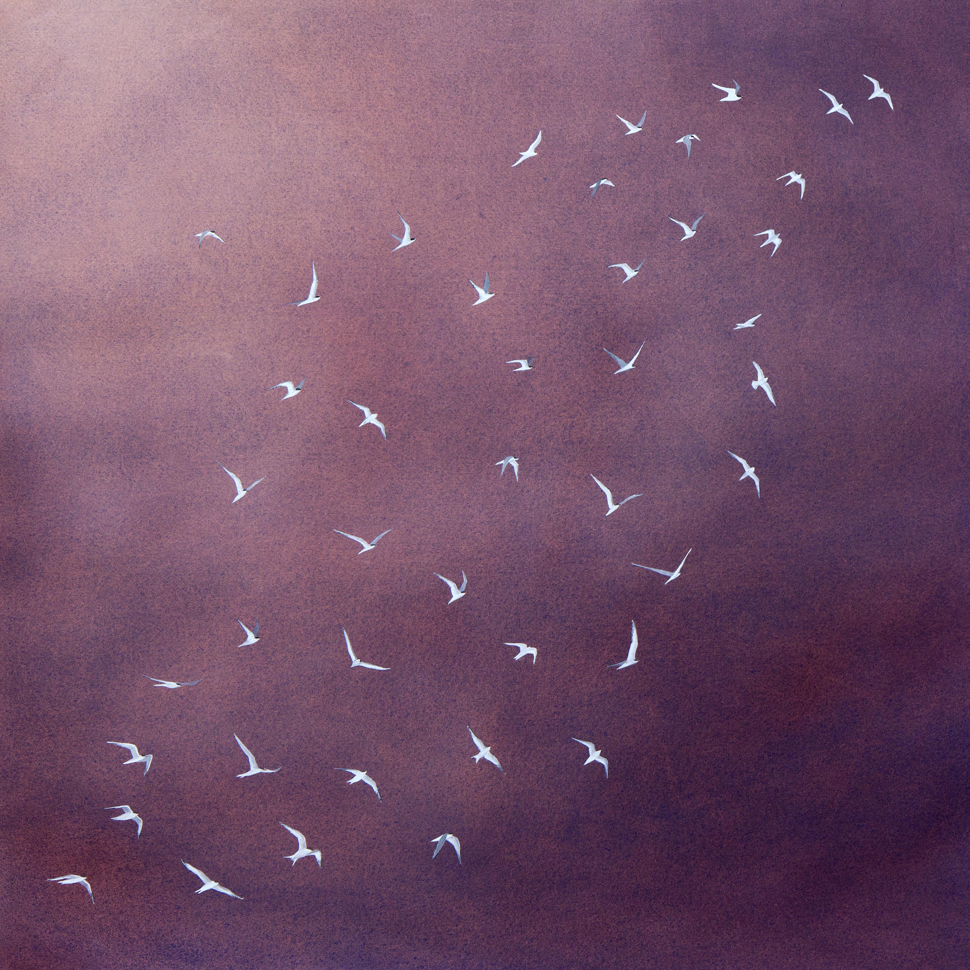 Following the Light: Dawn