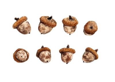 Acorns