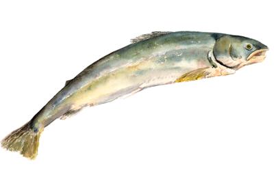 Arctic Char