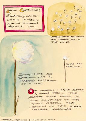 Arctic Cottongrass