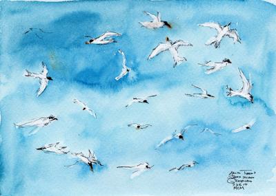 Arctic Terns