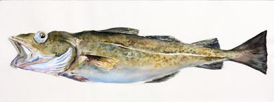 Atlantic Cod