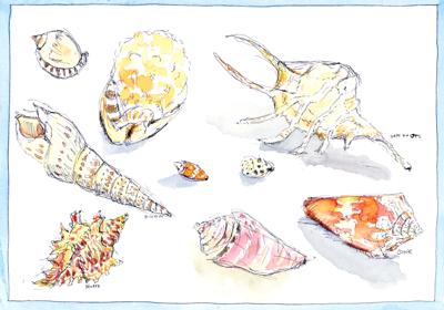 Beach finds