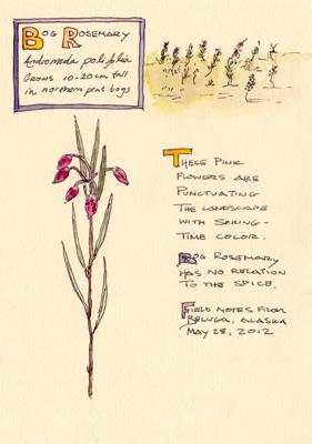 Bog Rosemary