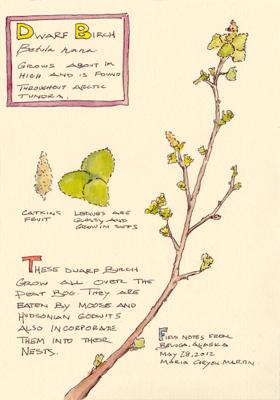 Dwarf Birch