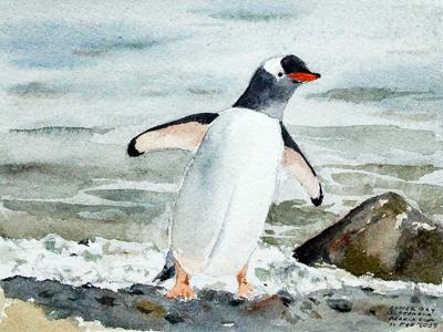 Gentoo