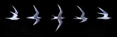 Glide