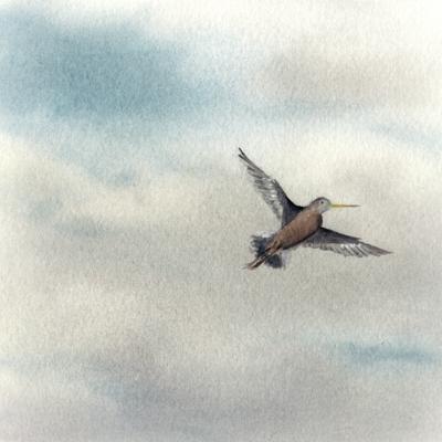 Hudsonian Godwit