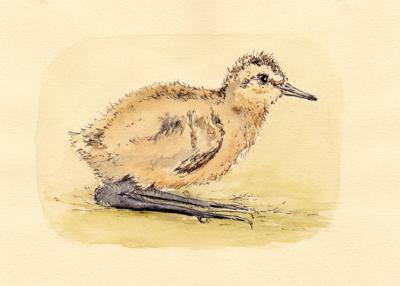 HUGO Chick, just hatched