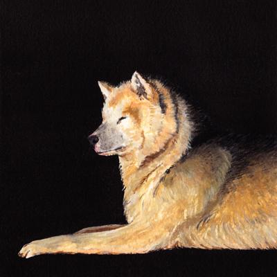 Lying Sled Dog