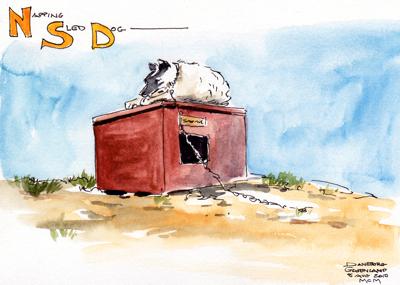 Napping Sled Dog