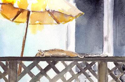 Napping Squirrel
