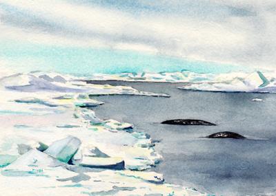 Narwhals