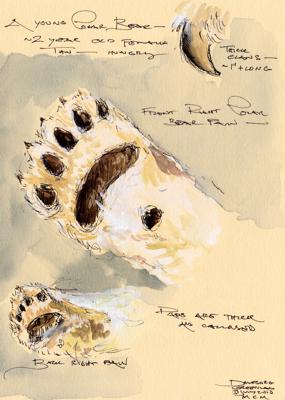 Polar Bear Paw