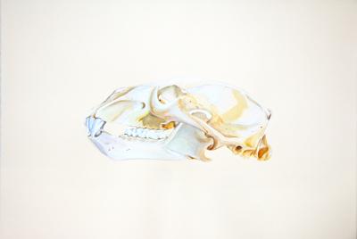 Polar Bear Skull