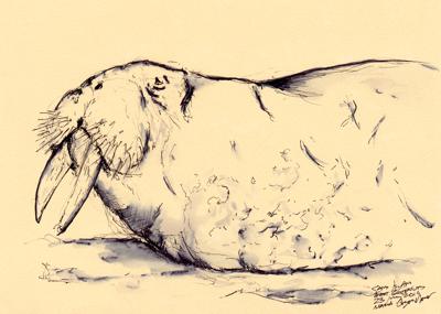 Walrus