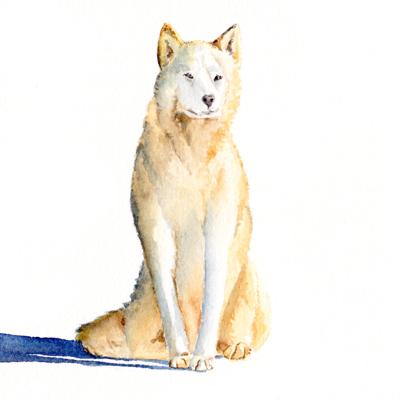 Sitting Sled Dog