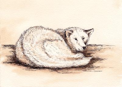 Sled Dog