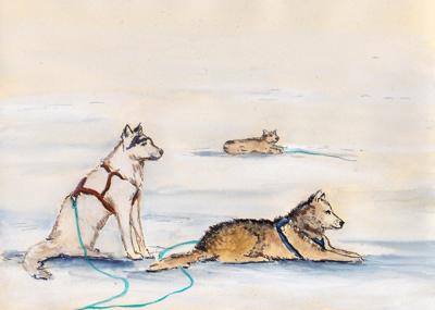 Sled Dogs