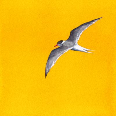Yellow Tern