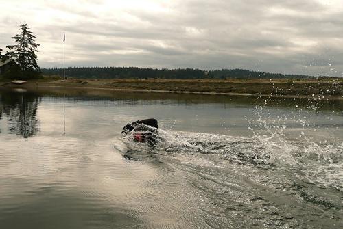 Swimming in Fletcher Bay, Bainbridge Island