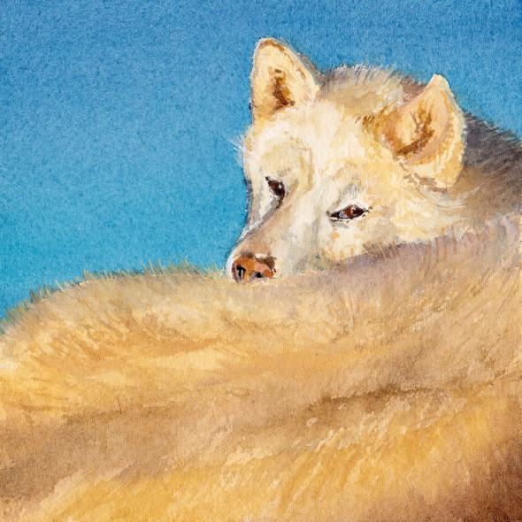 131021_sleddog