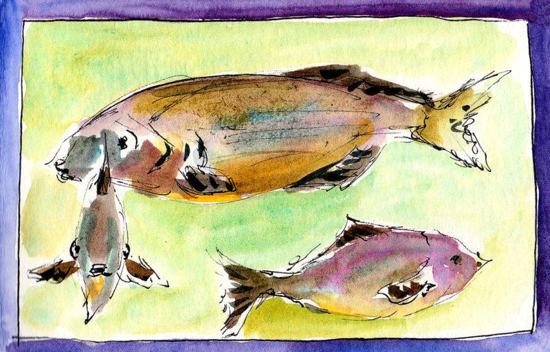 quick fish studies, 3.5&Prime; x 5.5&Prime; ink and watercolor