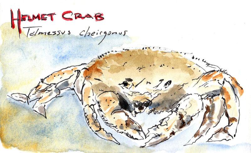 helmet crab