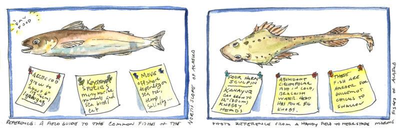 Cod vs. sculpin
