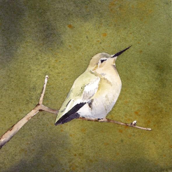 5" x 5" sketch number twelve: Hummingbird