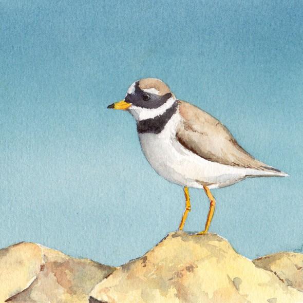 5" x 5" sketch number thirteen: Ringed Plover