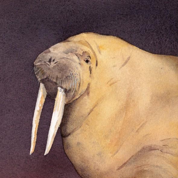 5" x 5" number fourteen: walrus