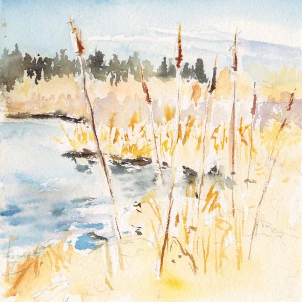 5" x 5" sketch, Cattails, Montlake Fill Seattle (initial)