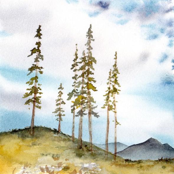 5" x 5" number nine: Sub-alpine tree study