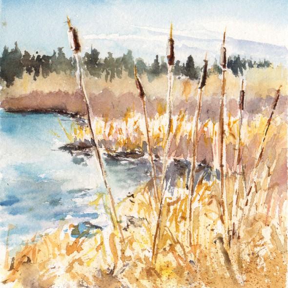 5" x 5" sketch, Cattails, Montlake Fill Seattle