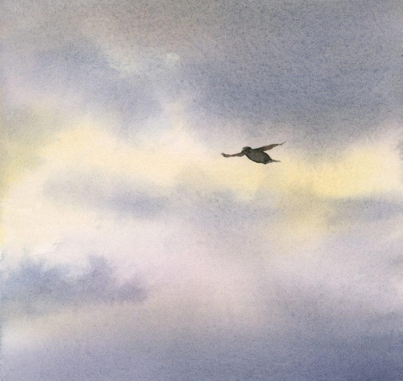 Guillemot Flight, 5&Prime; x 5&Prime; watercolor